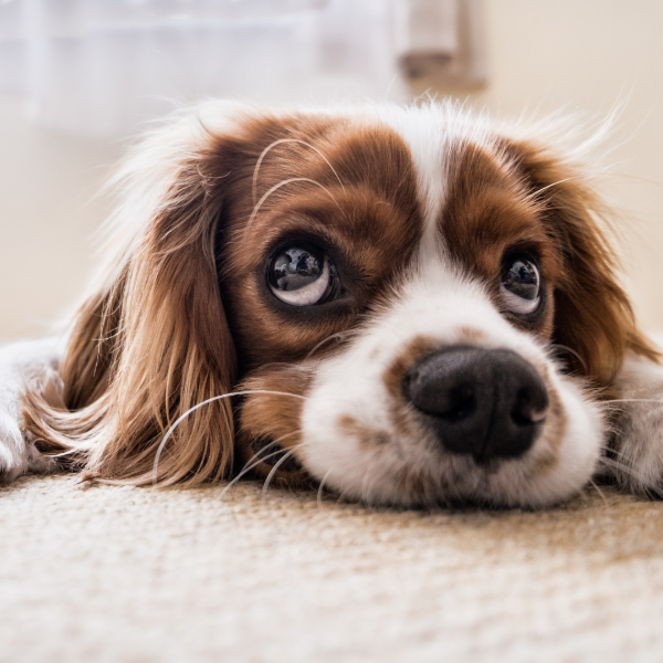 Puppy laying on Pet Premier Carpet