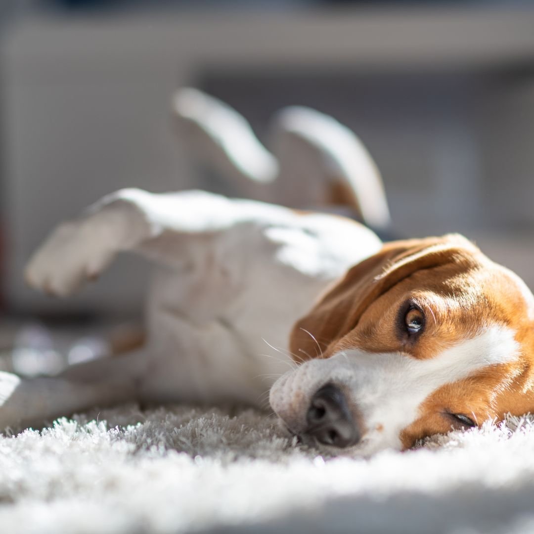 Dog on a soft white stain-resistant carpet