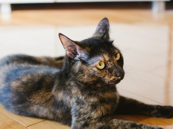 Tortoiseshell Cat on a scratch resistant pet friendly floor